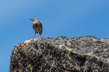 water pipit (anthus spinoletta) standing on rock in blue sky