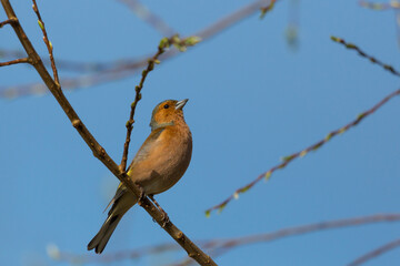 chaffinch bird (fringilla coelebs) sitting in tree branches, blue sky