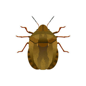 Tortoise bug, scientific name  Eurygaster maura, isolate on a white background, pest bread plants. Vector image