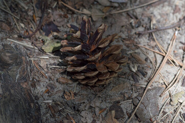 A Pinecone in the shade
