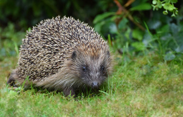 Hedgehog close up 