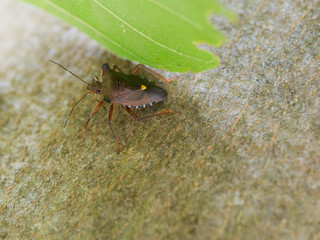 A Mottled Shieldbug (Rhaphigaster Nebulosa)