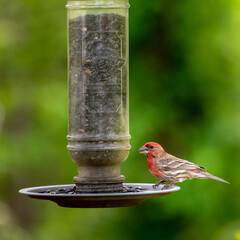 feeder