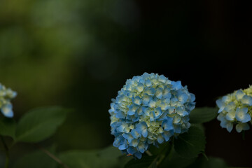 紫陽花
