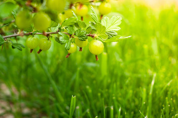 Very juicy and beautiful branch of gooseberry with berries on a background of sunset and green grass