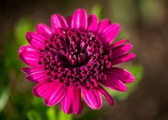 pink dahlia flower