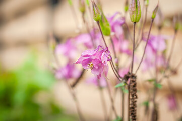 Beautiful and delicate aquilegia flowers of delicate pink color