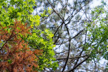 Fototapeta premium Different colored tree leaves in the summer