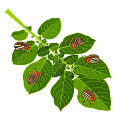 Potato leaf and colorado beetles, insect. A pest beetle destroys potatoes. Isolate on a white background. Vector image