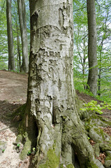 Tree with words and numbers carved in a bark