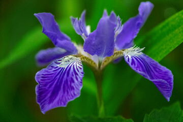 purple iris flower