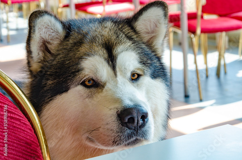 Fototapete Big Alaskan Malamute Dog In Expectation Of Meal In The Cafeteria Drobjektiff