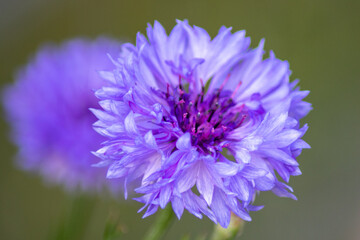 KornFlowersinGarden05