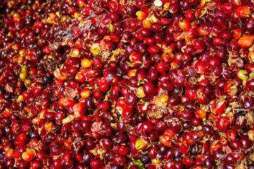 Kaffeekirschen Schalen nach der Trennung von der Bohne