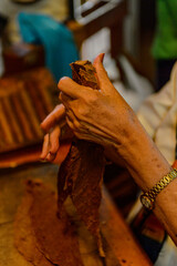 Cuban cigars manufacturing rolling process