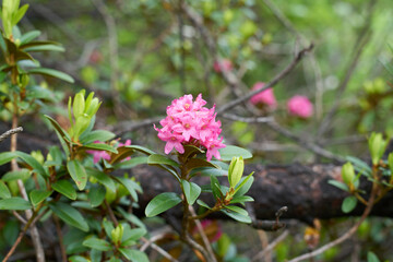 pink tree bloom blossom on a mountain in the alps