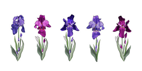 Obraz na płótnie Canvas Floral set of flowers iris on stem with green leaves. Isolated on white. Violet and purple flower for the design greeting cards, wedding invitation,textiles, wallpaper. Vector stock illustration.