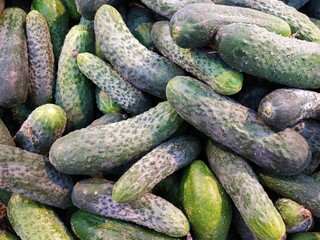 Macro Photo food vegetable cucumber. Texture background food vegetables ripe juicy cucumbers. Image food product vegetable green cucumber