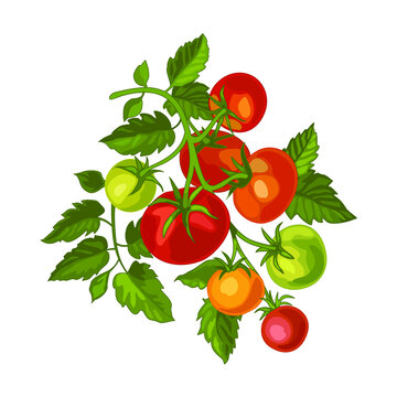 Branch tomato, plant tomatoes red green, vegetable garden, crop. Isolate on a white background. Vector image.