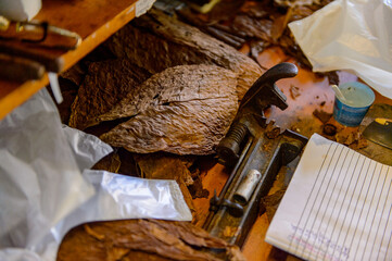 Fototapeta na wymiar Cuban cigars leaves