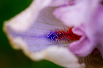 Close up of iris