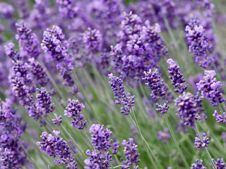 Beautiful blooming lavender bush in a garden