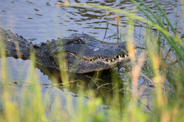 Alligator 