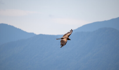 View of a launching, flying sea eagle against a forest and mountain background with blue sky