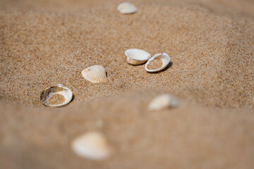 Fototapeta na wymiar Close up of shells on sand shore with blurred sea background