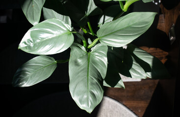 Philodendron plant with silver leaves. © Victoria