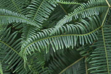 fern leaf in the forest