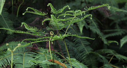 fern in the forest