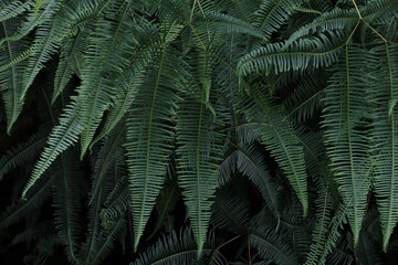 Fototapeta na wymiar green fern leaves