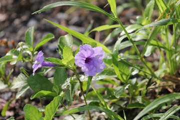 violet flowers in the forest