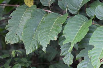 green leaves background
