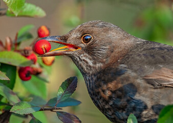 Amsel mit Beere im Schnabel