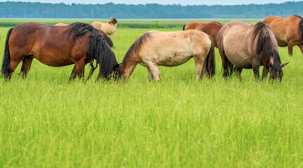 Naklejka na ściany i meble A herd of horses grazes on a farm field. Photographed close-up.