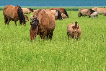 A herd of horses grazes on a farm field. Photographed close-up.