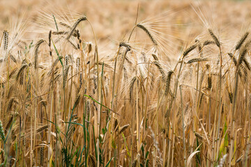 View into a rye field from the field egdge.