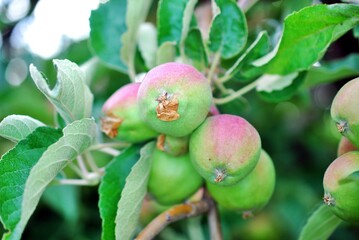 Young green apples Spring ripening apples