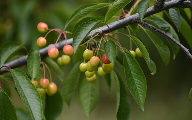 chereies on the tree ripening,