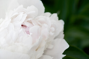 Close up of luxurious white peonies on dark green background