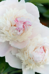 Close up of luxurious white peonies
