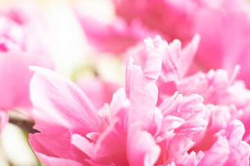 Fototapeta na wymiar Pink peonies close-up on a white background. Macro photo. Selective focus.