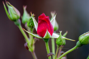 RosesinGarden03