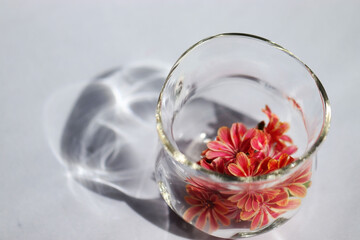 丸いグラスとオレンジ色のレウィシアの花