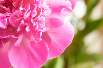 Pink peonies close-up on a white background. Macro photo. Selective focus.