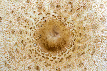 Macrolepiota umbrella mushroom cap texture