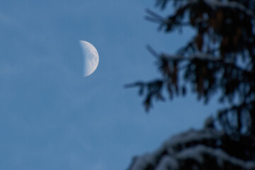 The Moon on the blue sky between fir tree