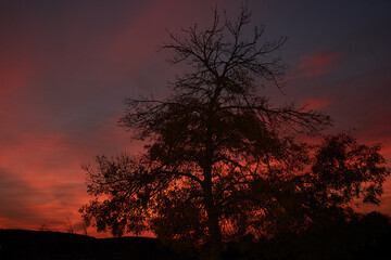 Tree and a colorful sunset